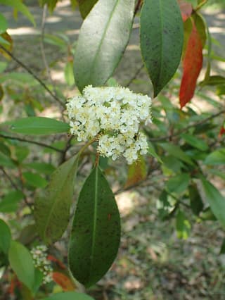 Fotínia (gênero)