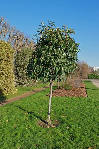 Chinese Photinia