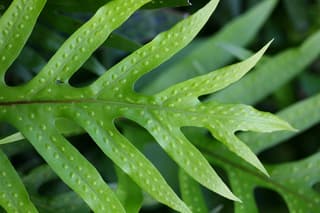 Wart Fern