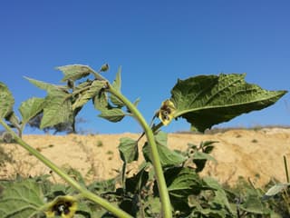 Groundcherry (genus)