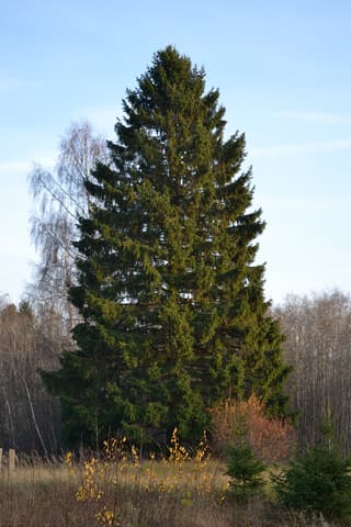 Espruce-da-Noruega