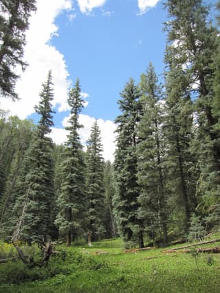Pícea azul de Colorado