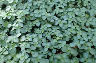 Pilea Prateada
