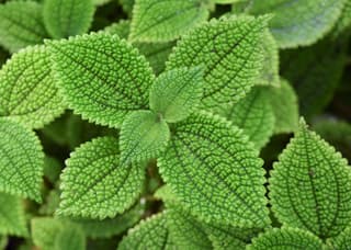 Pilea Moon Valley