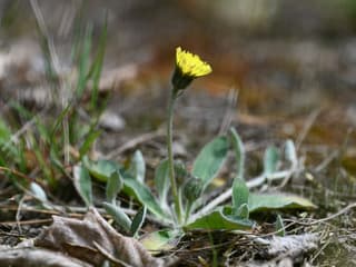 Mouse-ear hawkweed