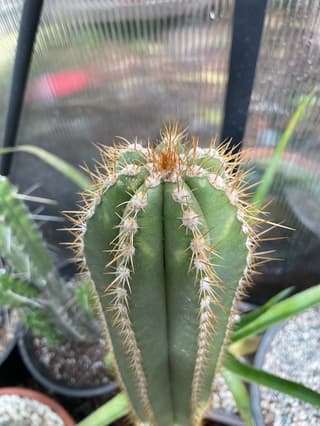Pilosocereus (gênero)