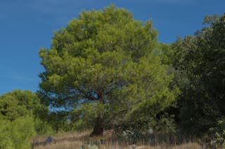 Pinheiro-de-alepo