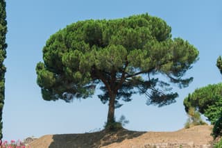 Stone Pine