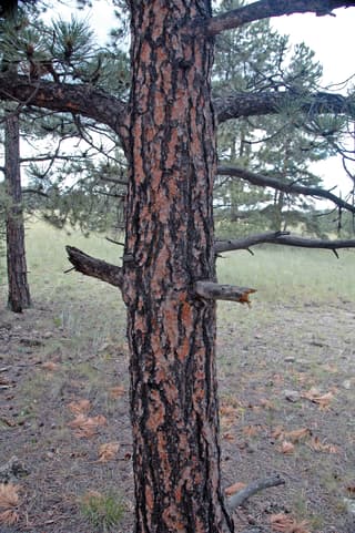 Pinheiro-ponderosa