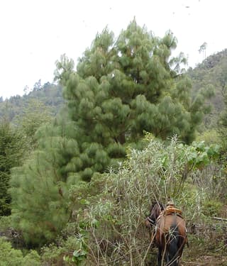 Smooth-bark Mexican Pine