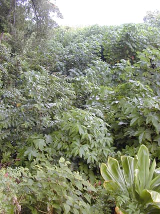 Matico