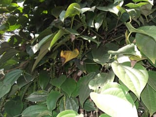 Zwarte peper