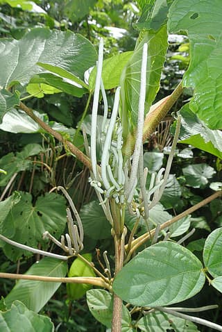 Pariparoba