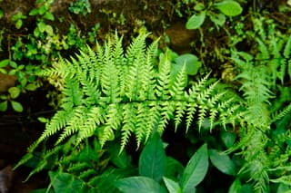 Samambaia-prateada