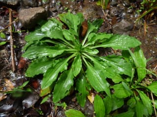 Plantain (genus)