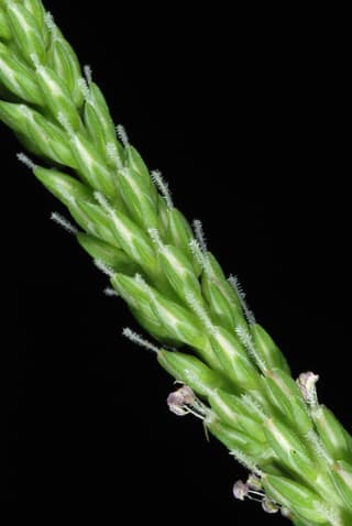 Blackseed Plantain