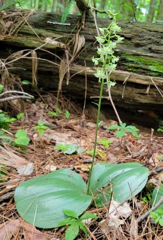 Orquídea-de-folha-redonda