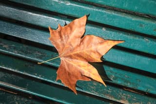 London plane
