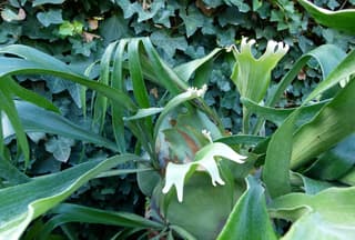 Elkhorn Fern