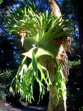 Chifre-de-veado-gigante
