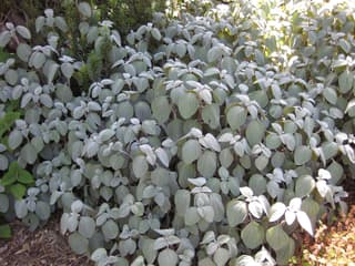 Plectranthus argenté