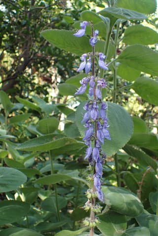 Indian Coleus