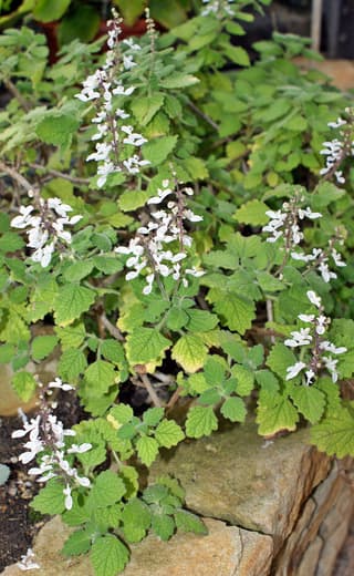 Mintleaf