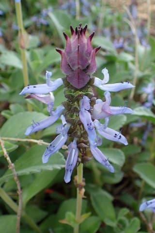 Lobster Flower