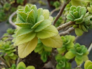 Vicks Plant