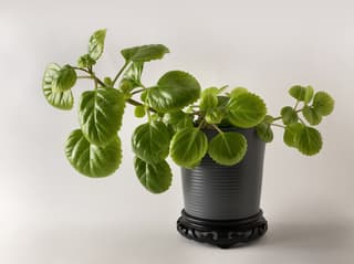 Swedish Ivy