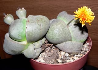 Piedra viva