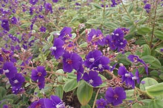Glory Bush