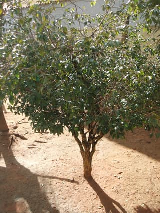 Jabuticaba