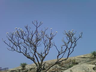 Jasmim-manga-vermelho