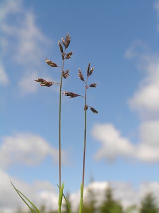 Poa supina