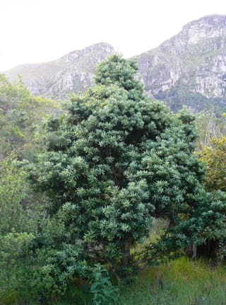 Real Yellowwood