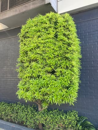 Buddhist Pine