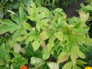 Podofilo-do-Himalaia