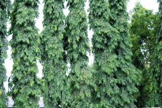 Árbol mástil