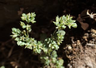 Erva-de-quatro-folhas