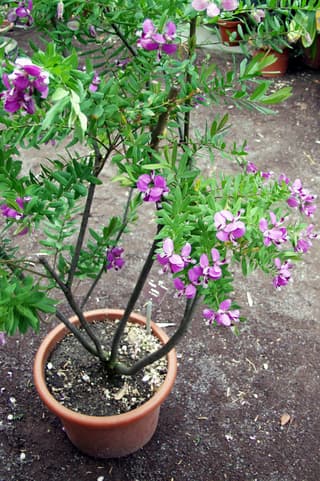 Sweet Pea Bush