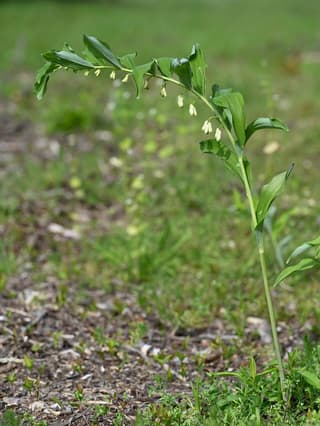 Solomon's Seal