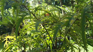 Aralia (gênero)