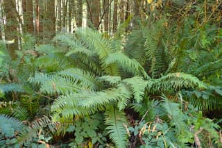 Western Sword Fern