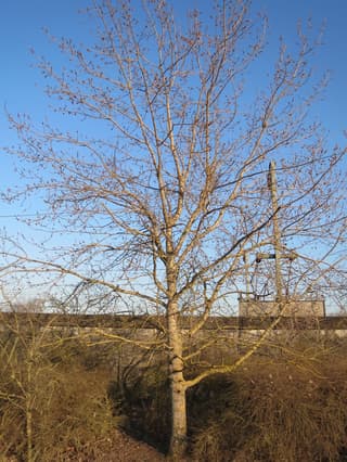 Poplar