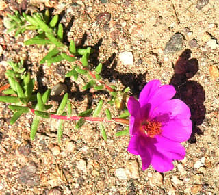 Gillies' Purslane