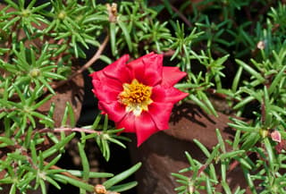 Moss Rose