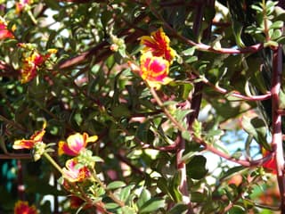 Portulaca umbraticola