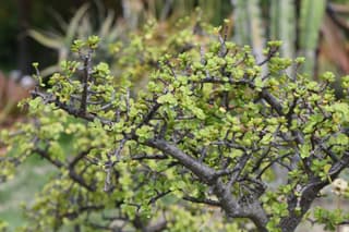 Elephant bush