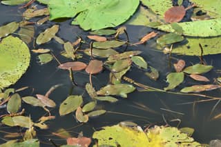 Broad-leaved Pondweed